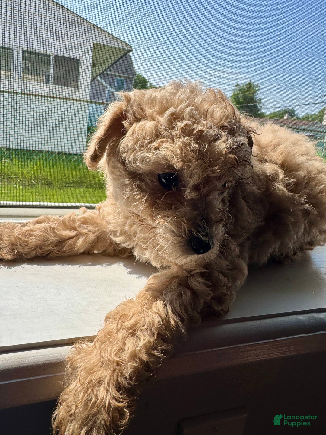 Toy Poodle dogs for sale: Toy Poodle 3 puppies - Image 2