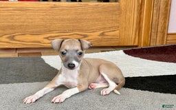 Italian Greyhound dogs for sale: Gerald - Image 1