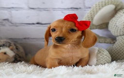 Miniature Dachshund dogs for sale: Nick - Image 10