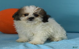 Bichon Frise dogs for sale: Malibu - Image 4