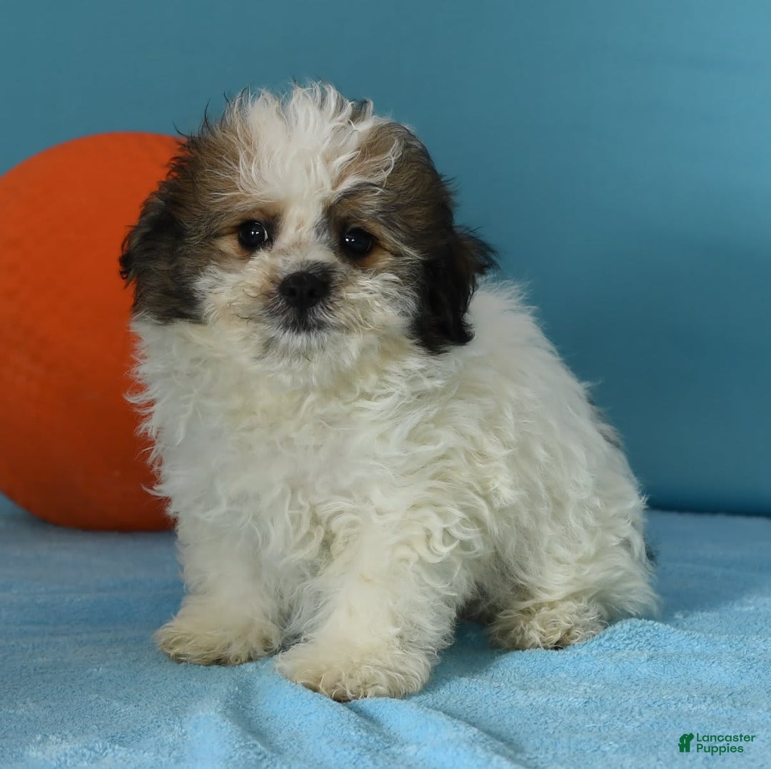 Bichon Frise dogs for sale: Malibu - Image 4