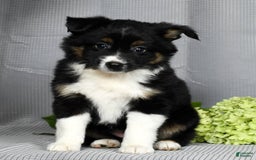 Miniature Australian Shepherd dogs for sale: Amelia - Image 5