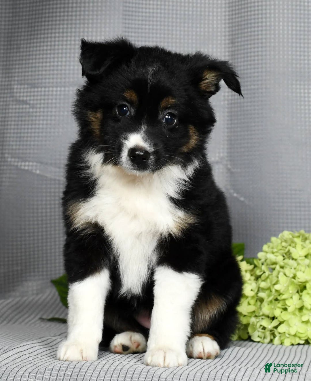 Miniature Australian Shepherd dogs for sale: Amelia - Image 5