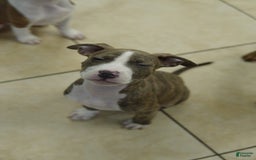 American Bully dogs for sale: Brody - Image 4