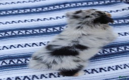 Australian Shepherd dogs for sale: Georgia - Image 5