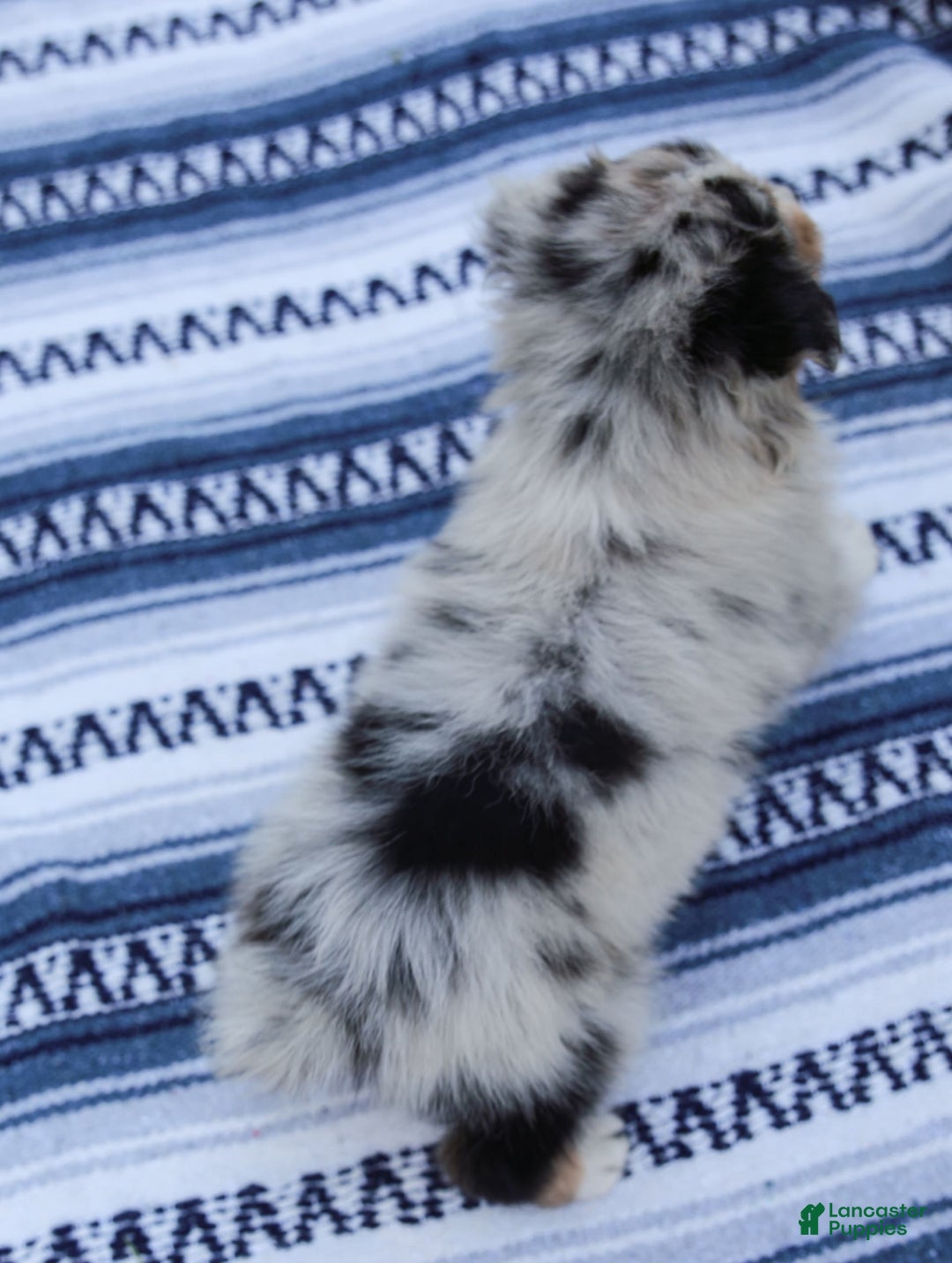 Australian Shepherd dogs for sale: Georgia - Image 5