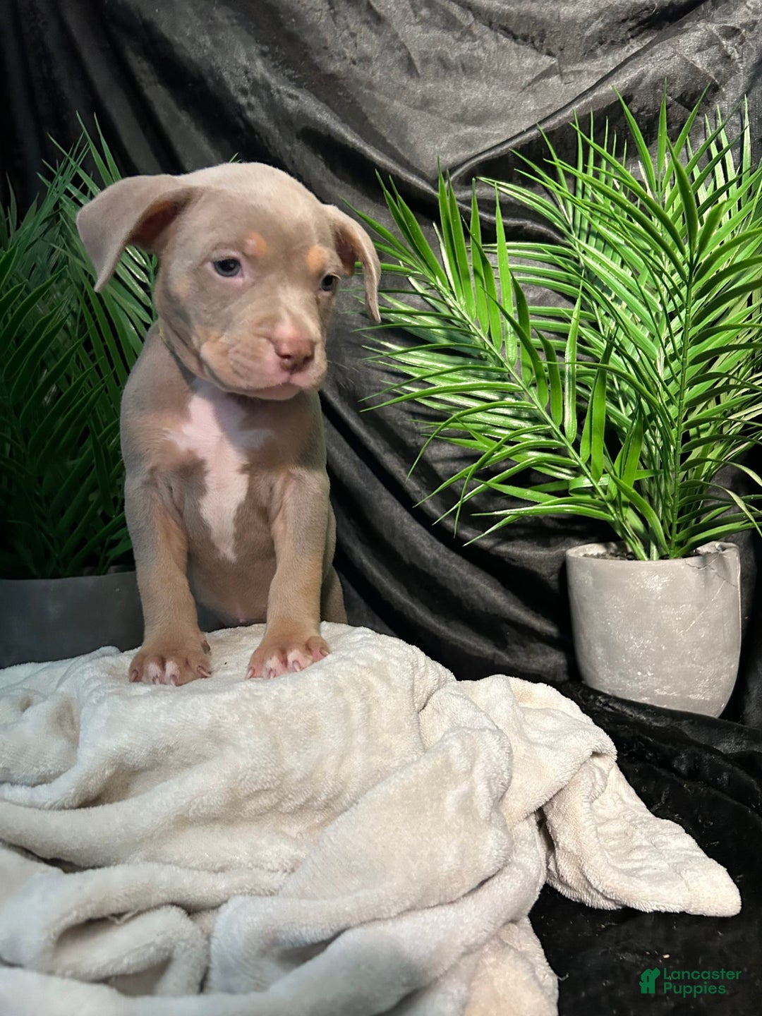 American Bully dogs for sale: Tweety Bird - Image 11