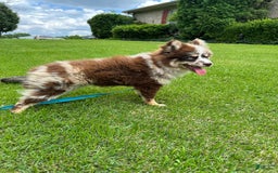 Pomsky dogs for sale: Marley - Image 2