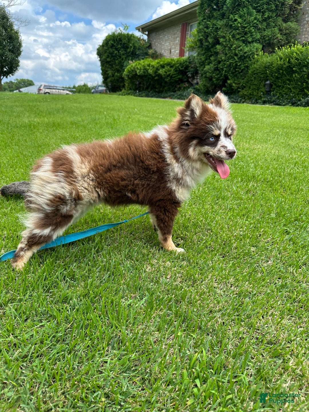 Pomsky dogs for sale: Marley - Image 2