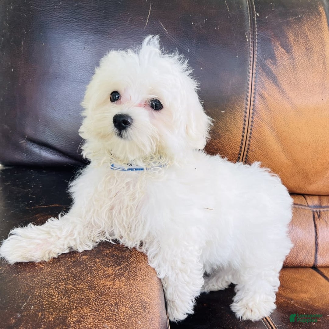 Maltese dogs for sale: Beau - Image 11