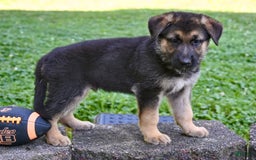 German Shepherd dogs for sale: Andre - Image 7