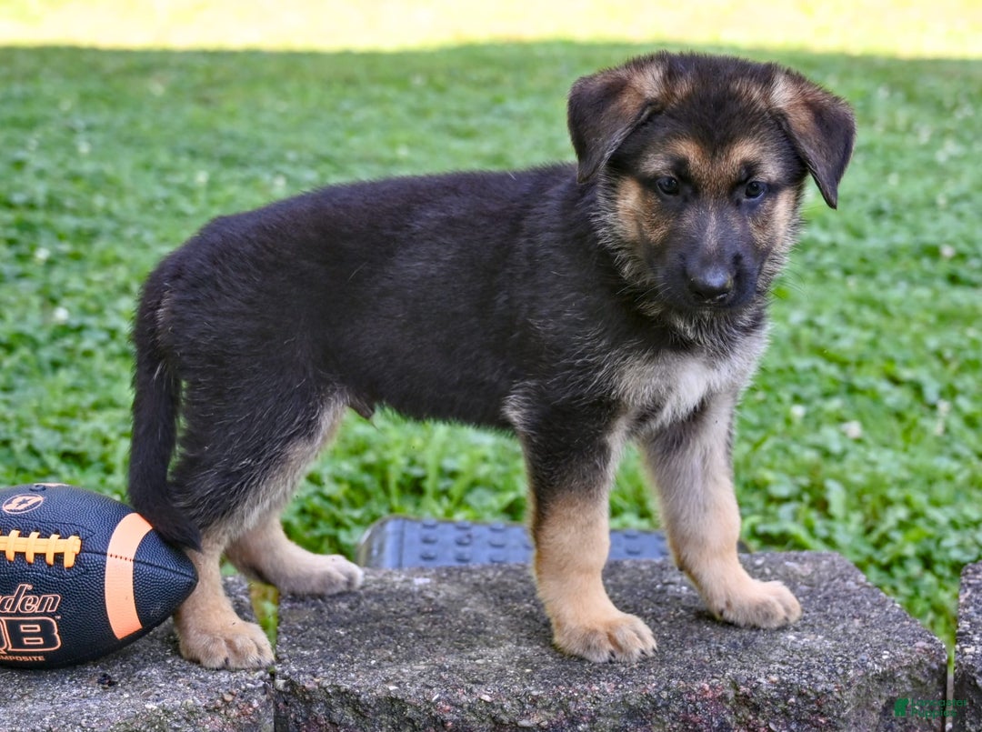 German Shepherd dogs for sale: Andre - Image 7