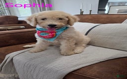 Goldendoodle dogs for sale: Sophia - Image 1