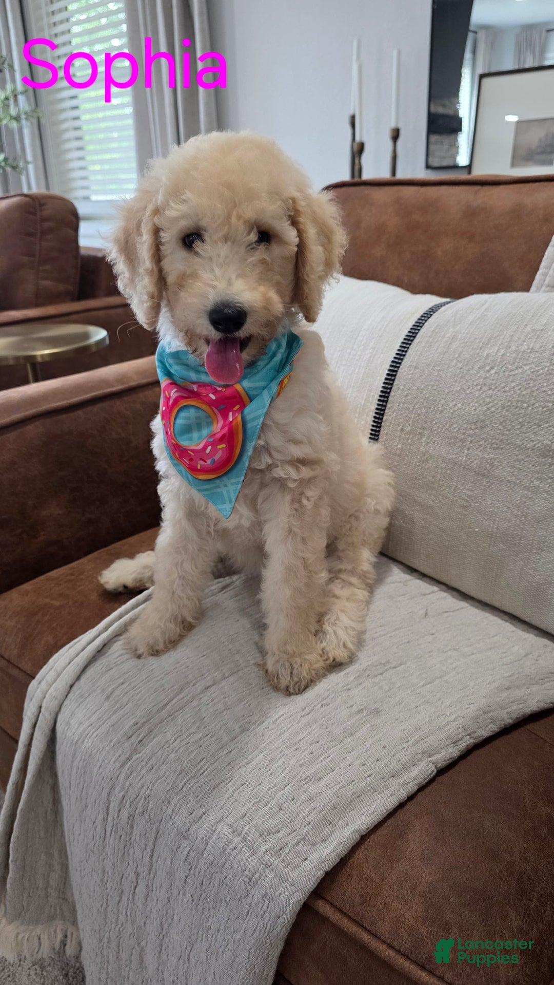 Goldendoodle dogs for sale: Sophia - Image 1