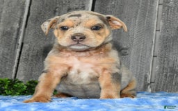 Beabull dogs for sale: Keith - Image 4