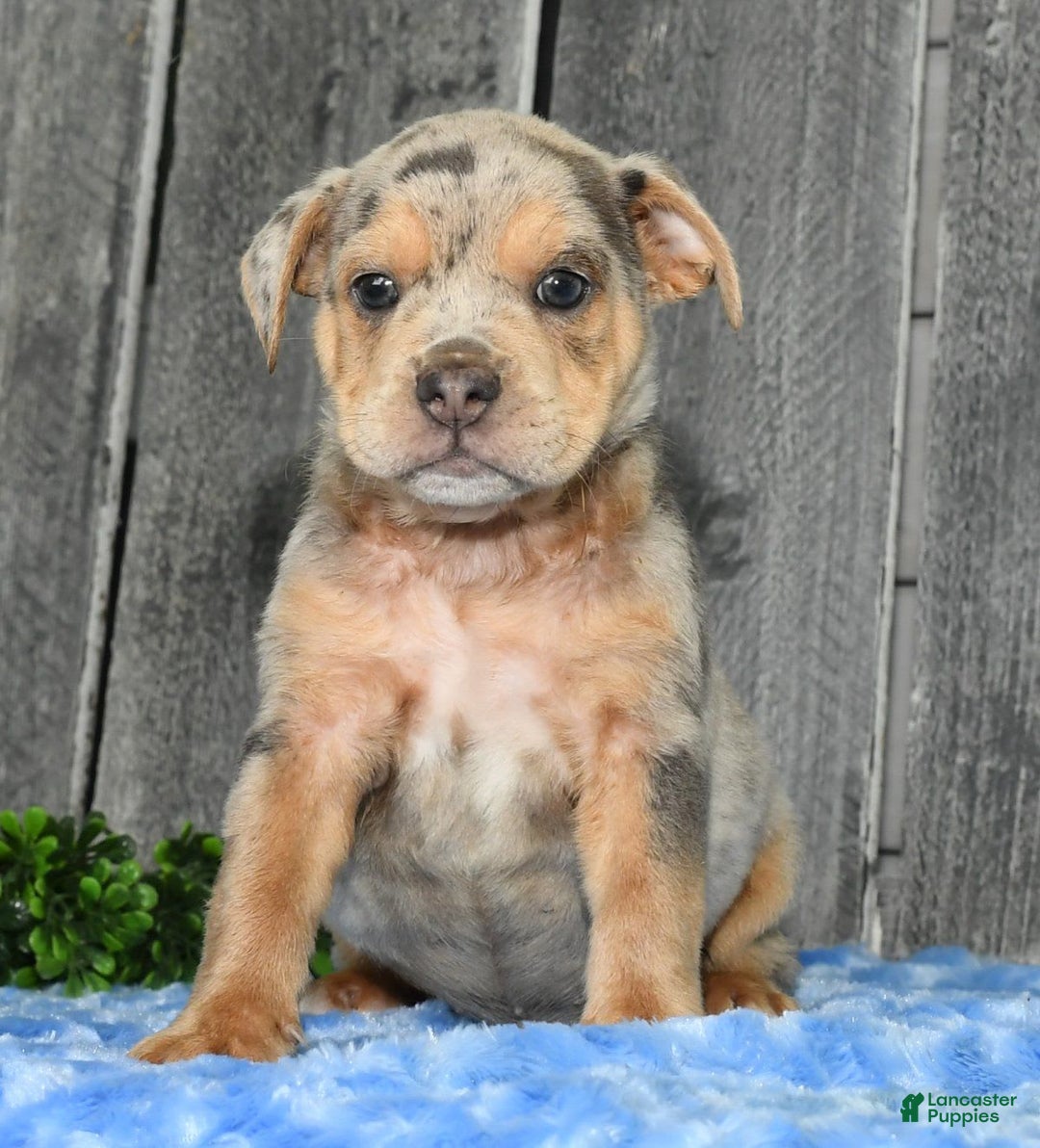 Beabull dogs for sale: Keith - Image 4
