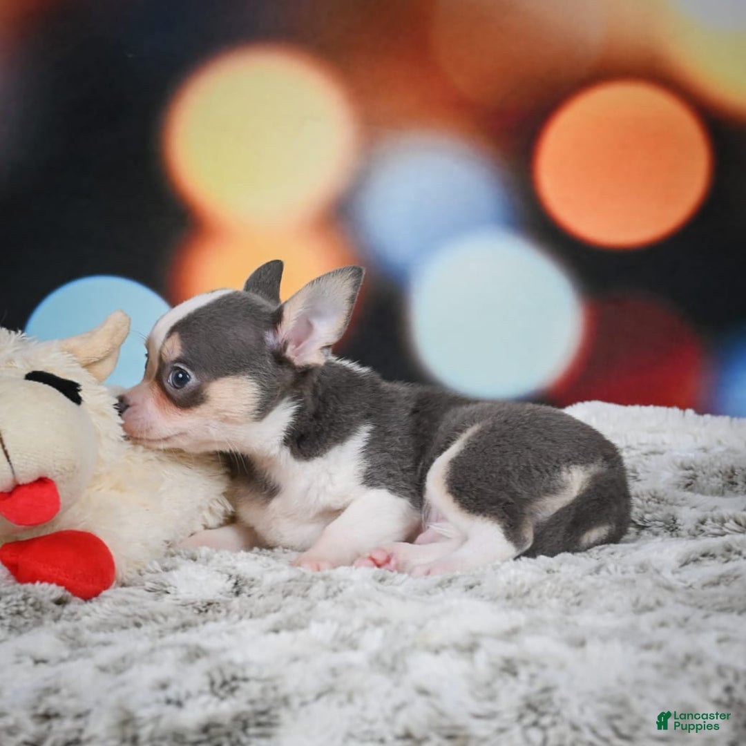 Chihuahua dogs for sale: Bo - Image 9