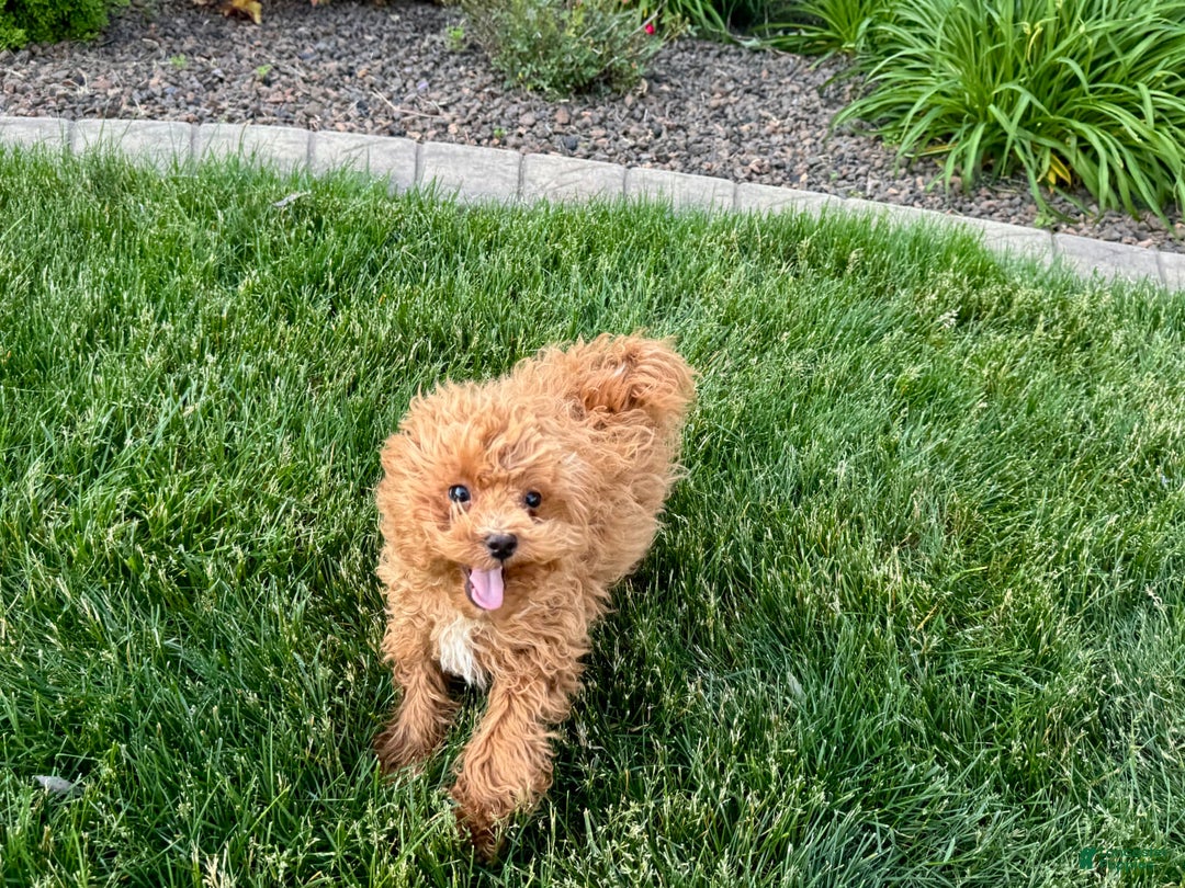 Maltipoo dogs for sale: Macon - Image 18