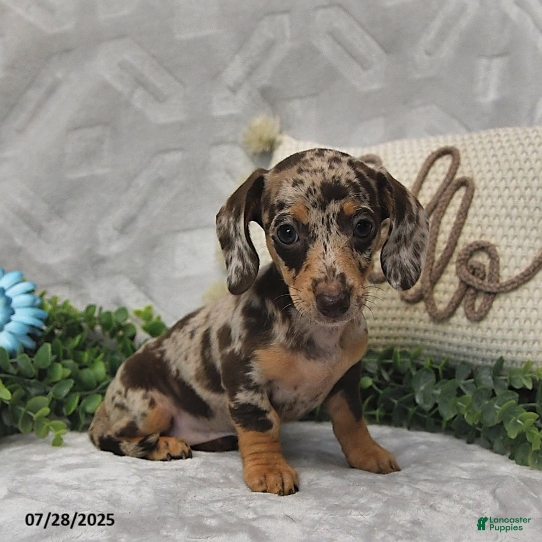 Miniature Dachshund dogs for sale: Kelsey - Image 3