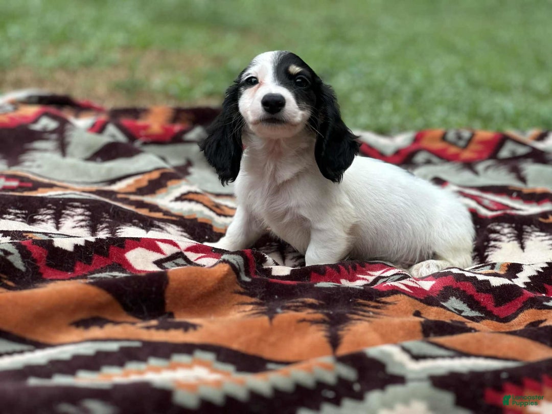 Miniature Dachshund dogs for sale: Half and half - Image 4