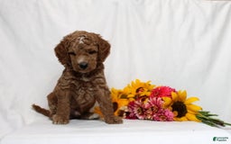 Mini Goldendoodle dogs for sale: Harvey - Image 1