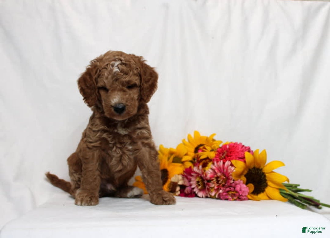 Mini Goldendoodle dogs for sale: Harvey - Image 1