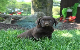 Labrador Retriever dogs for sale: Whisper - Image 9