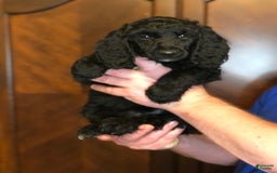 Standard Poodle dogs for sale: Dior - Image 1