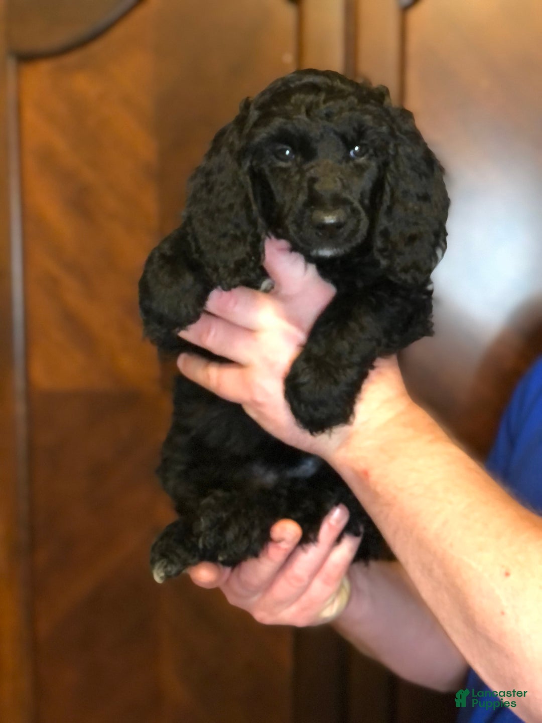 Standard Poodle dogs for sale: Dior - Image 1