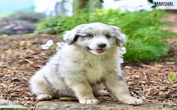 Australian Shepherd dogs for sale: Marshal - Image 8