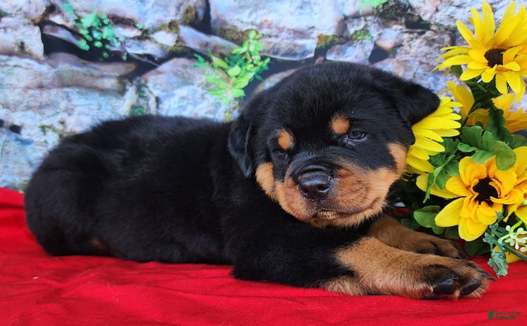 Rottweiler dogs - Advert 34