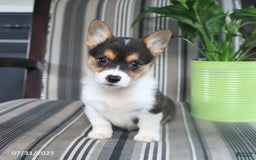 Welsh Corgi Pembroke dogs for sale: Tina - Image 2