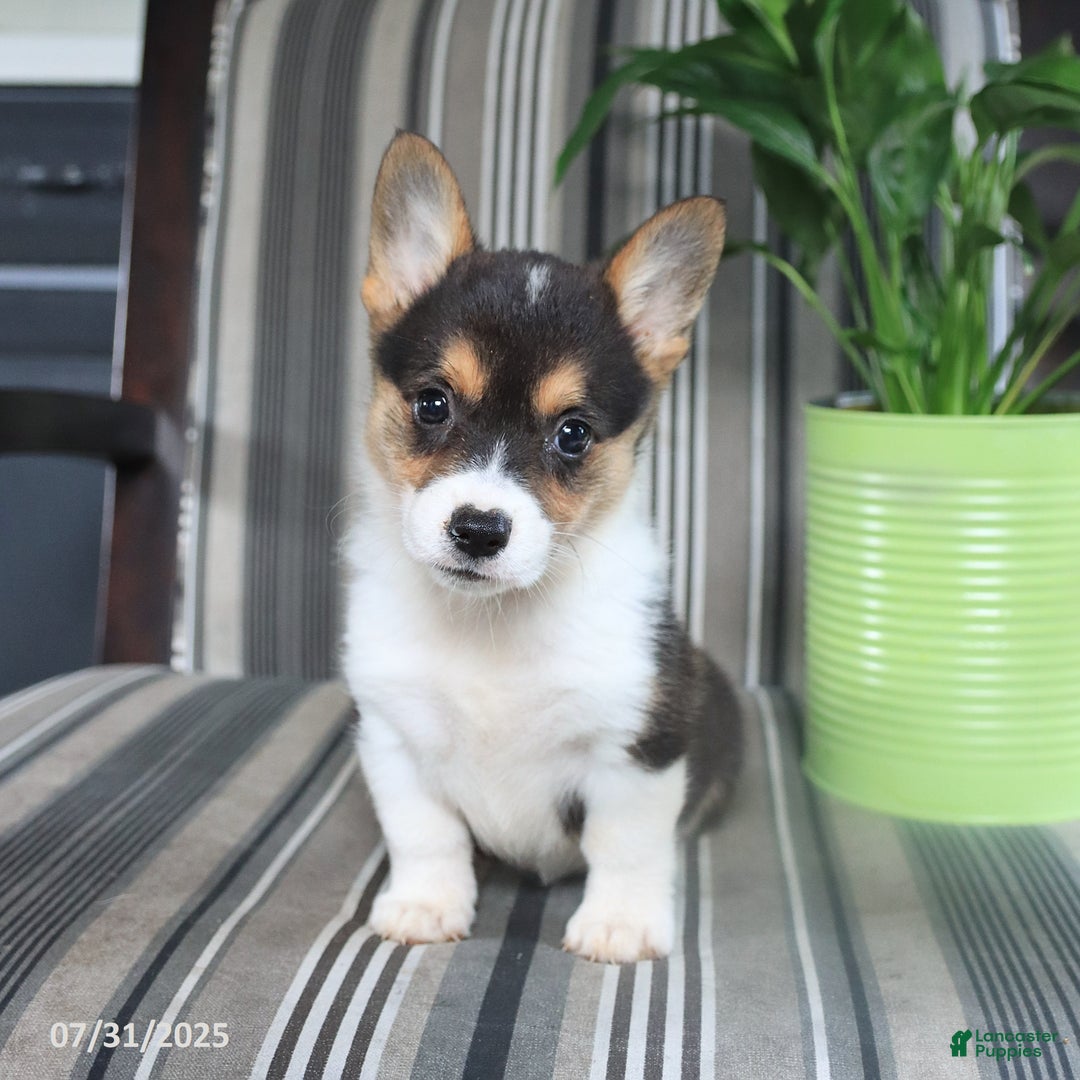 Welsh Corgi Pembroke dogs for sale: Tina - Image 2