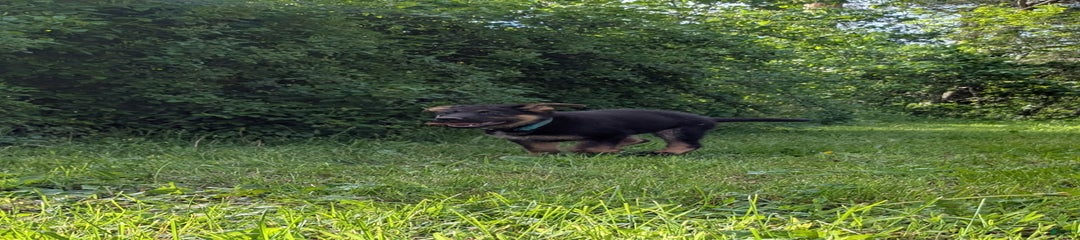 Chase