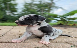 Great Dane dogs for sale: Blue - Image 2