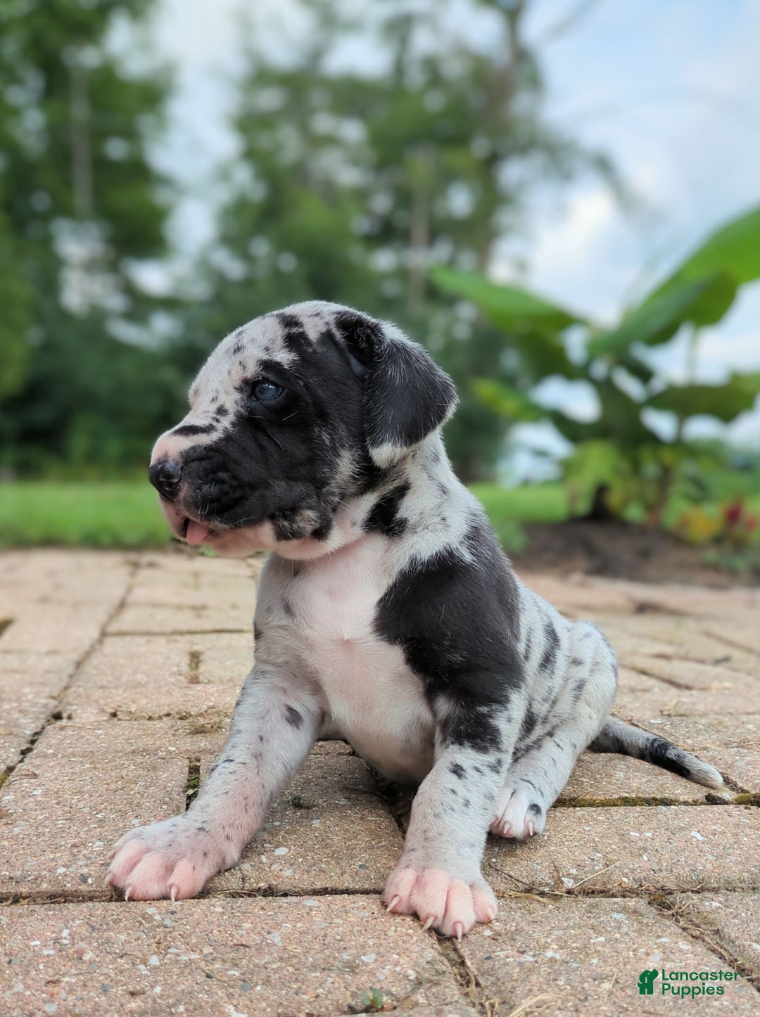 Great Dane dogs for sale: Blue - Image 2