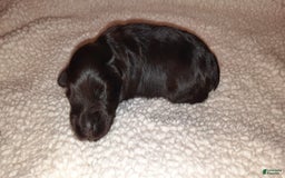 Miniature Schnauzer dogs for sale: Girl2 - Image 3