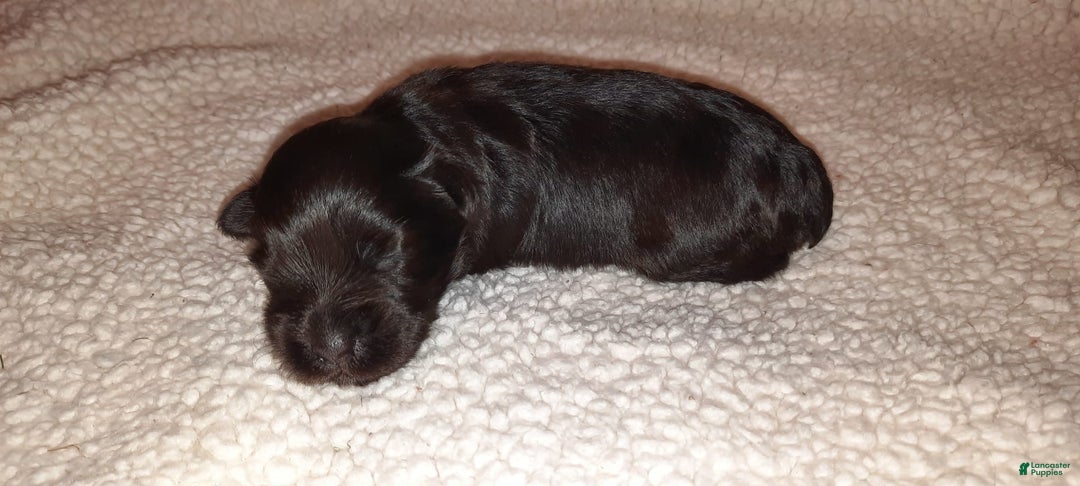 Miniature Schnauzer dogs for sale: Girl2 - Image 3