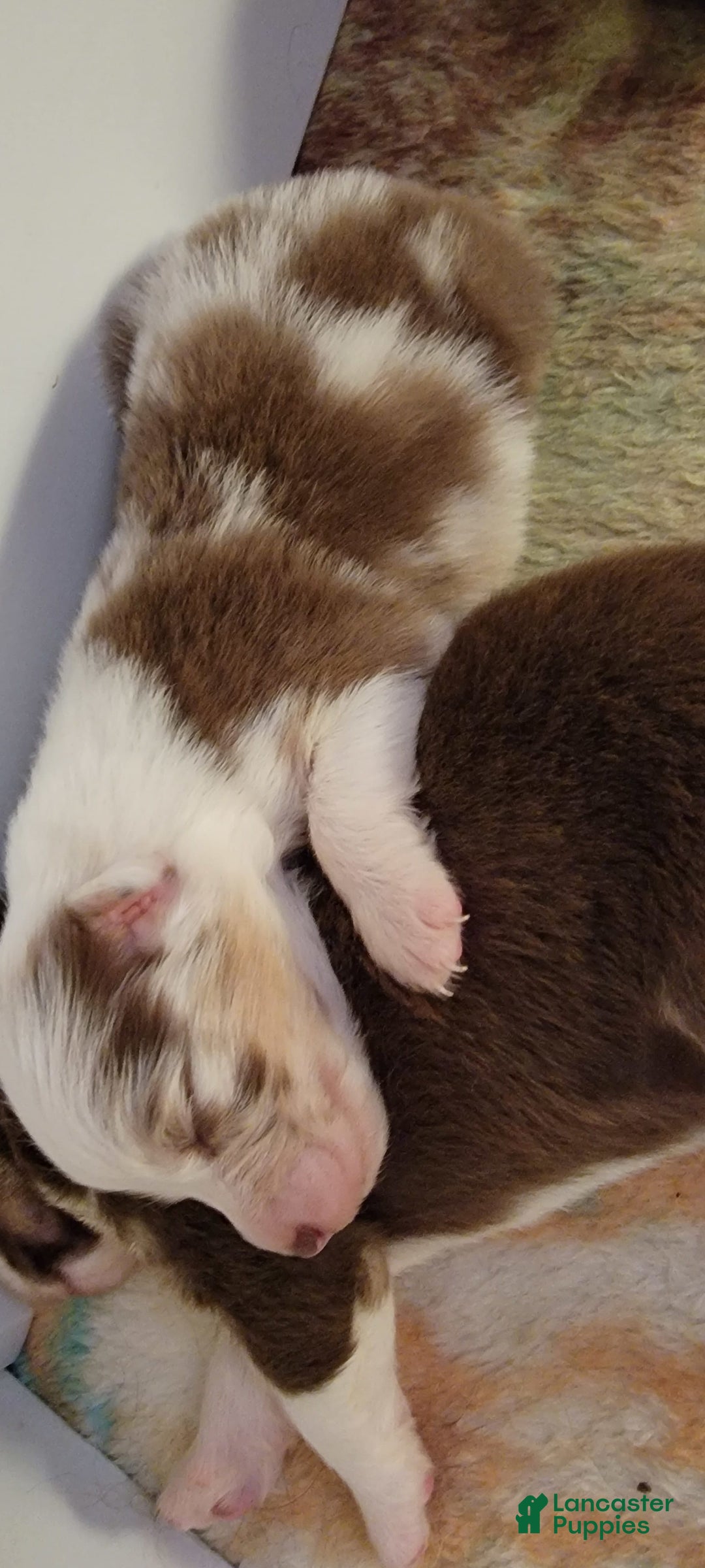 Australian Shepherd dogs for sale: Red Merle Female - Image 10