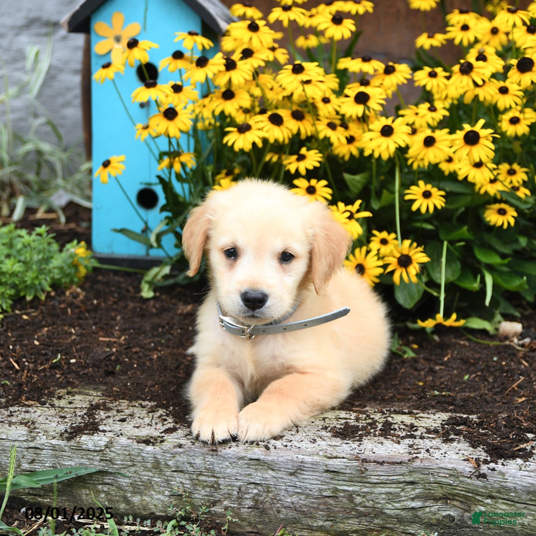 Golden Retriever dogs for sale: Felix - Image 2