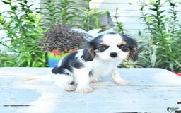 Cavalier King Charles Spaniel dogs for sale: Cody - Image 6