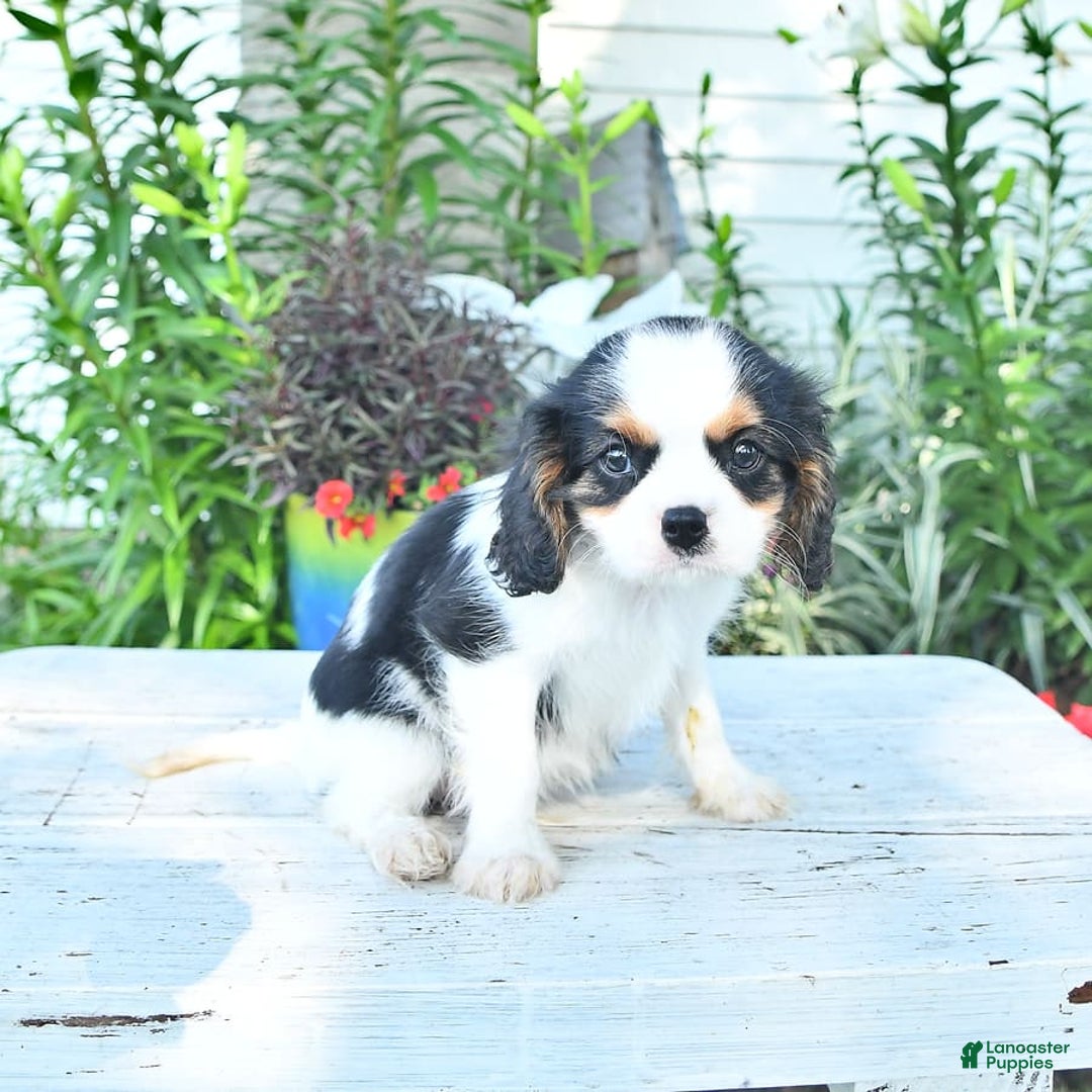 Cavalier King Charles Spaniel dogs for sale: Cody - Image 6