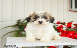 Shihpoo dogs for sale: Smores - Image 1