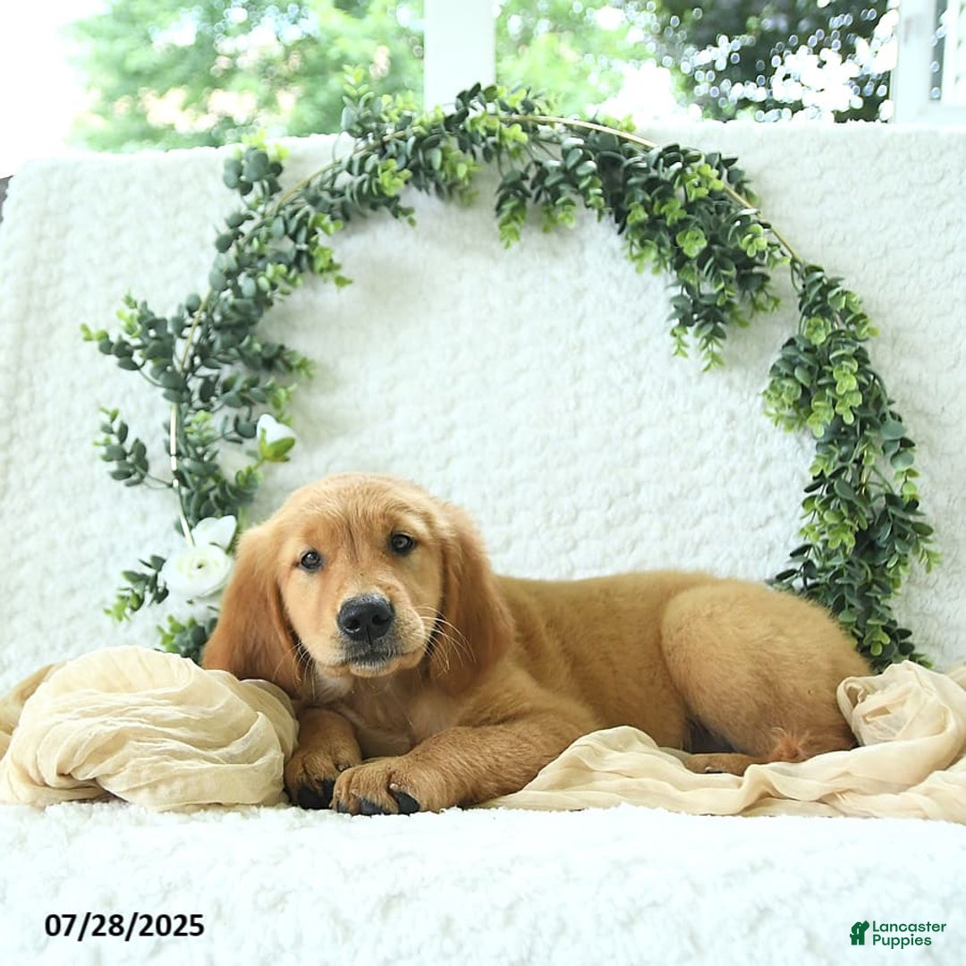 Golden Retriever dogs for sale: Aleigha - Image 14