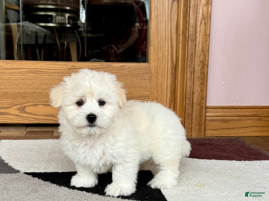 Coton De Tulear dogs for sale: Rodney - Image 1