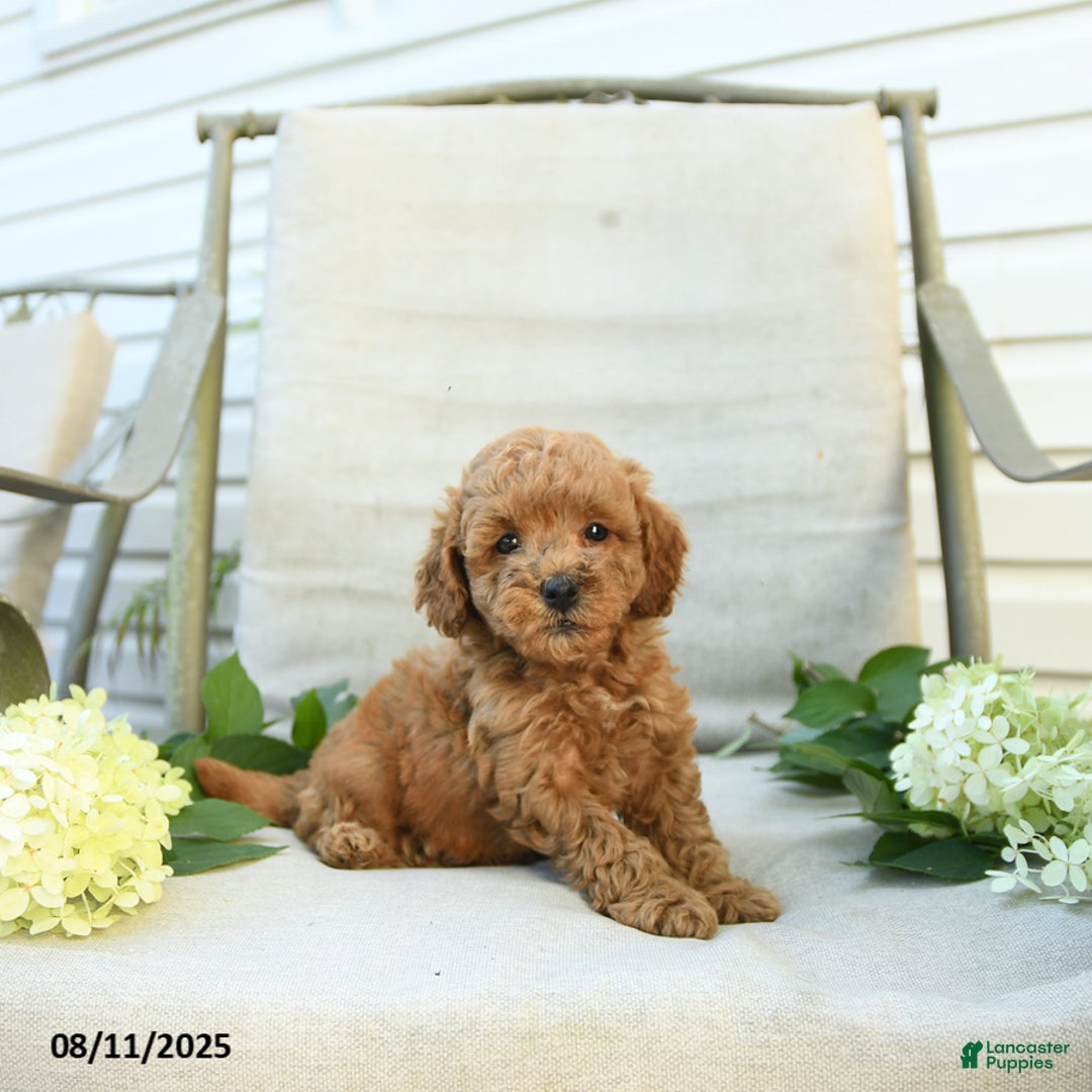 Mini Goldendoodle dogs for sale: Jared - Image 4