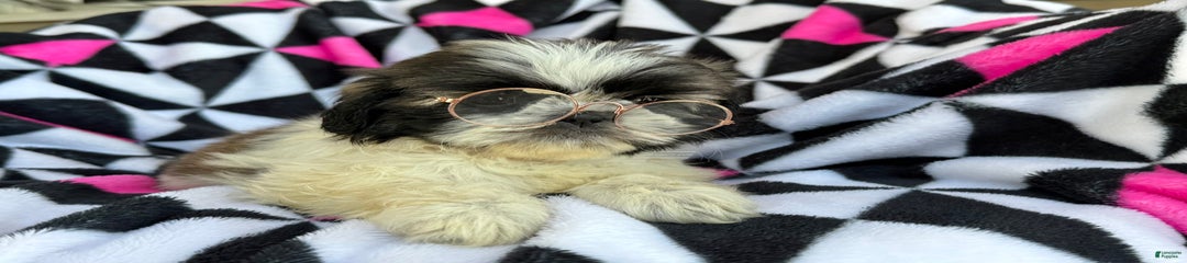 Mopsy