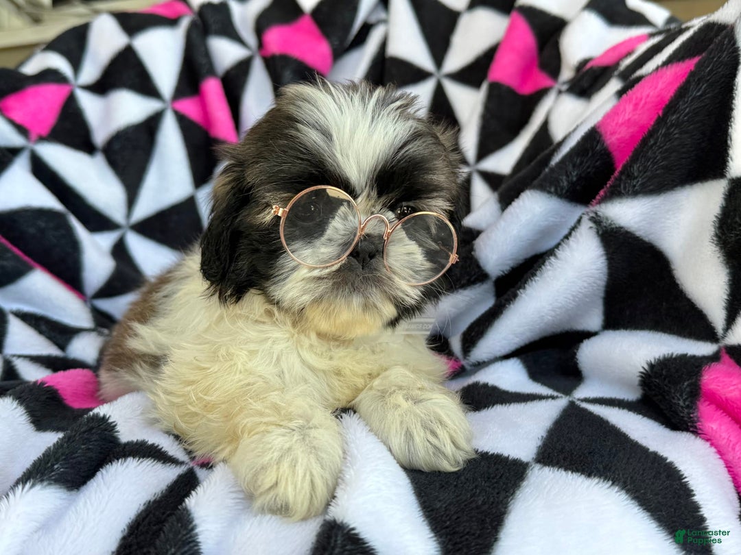 Shih Tzu dogs for sale: Mopsy - Image 1