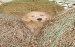Labradoodle dogs for sale: Daisy - Image 4