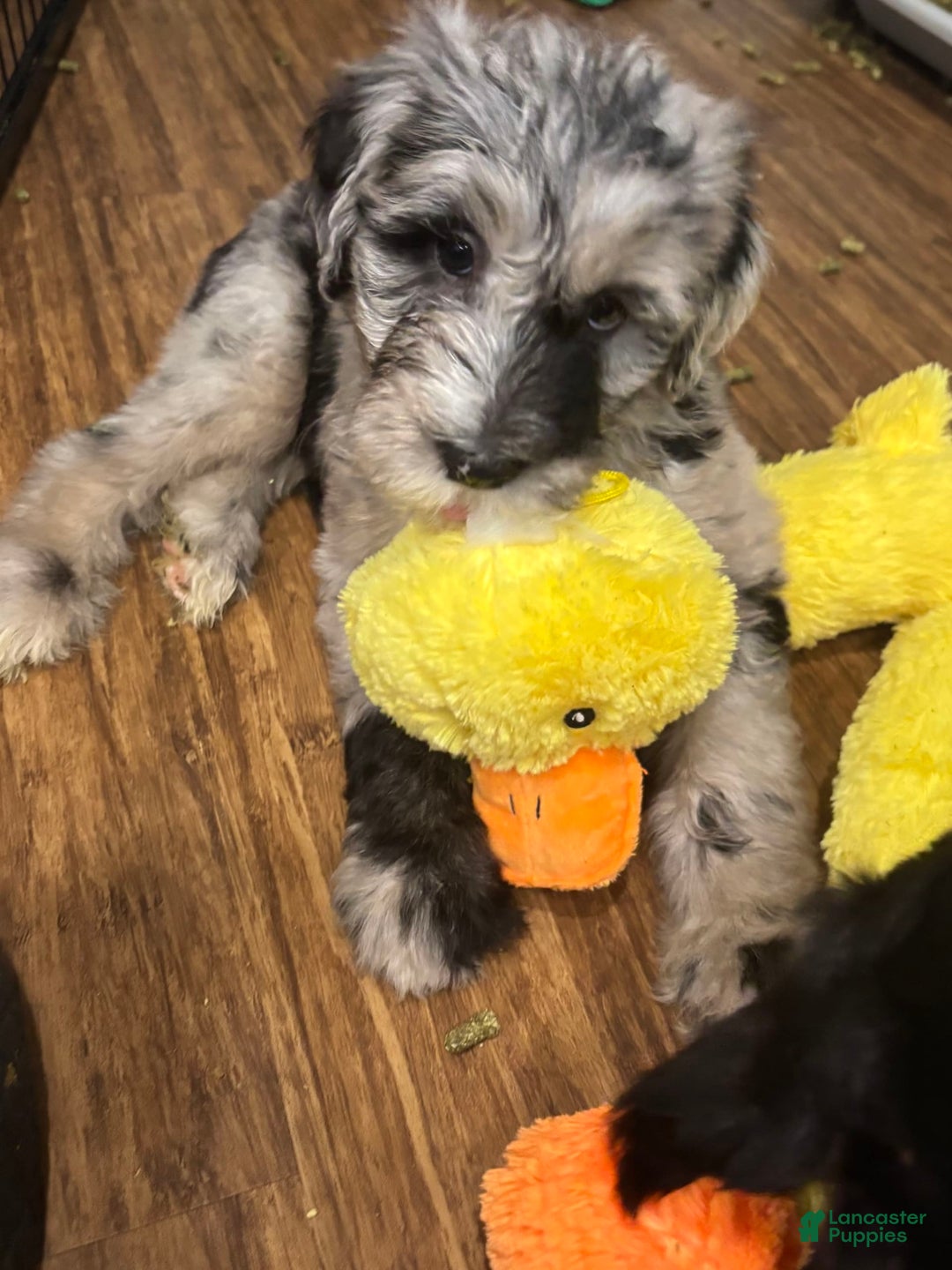 Old English Sheepdog dogs for sale: Light Pink Girl - Image 9